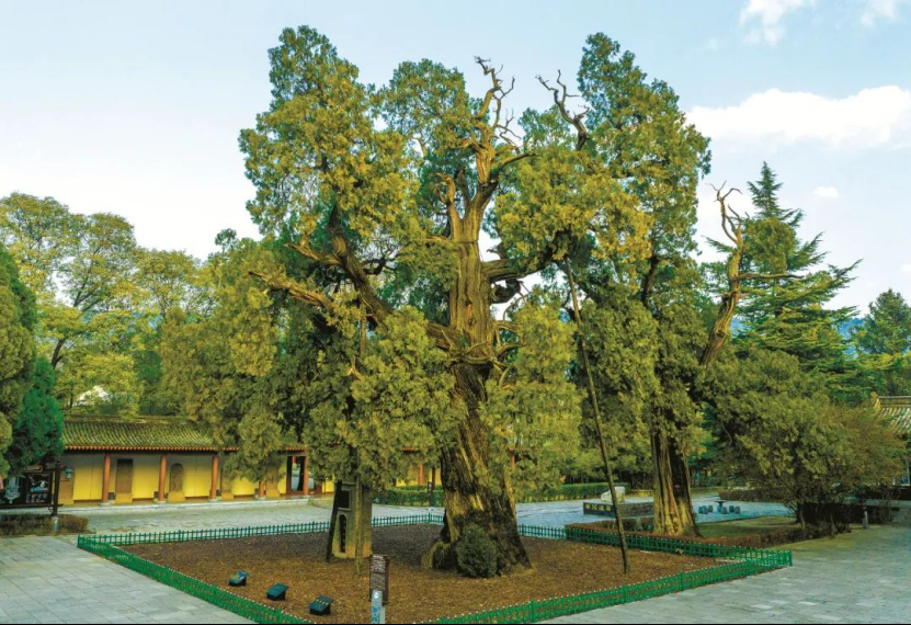llennium-old trees in Shaanxi不朽情缘手机版探秘陕西5株千年古树｜Visit 5 mi(图1)
