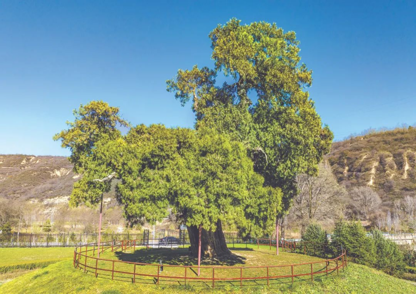 llennium-old trees in Shaanxi不朽情缘手机版探秘陕西5株千年古树｜Visit 5 mi(图2)