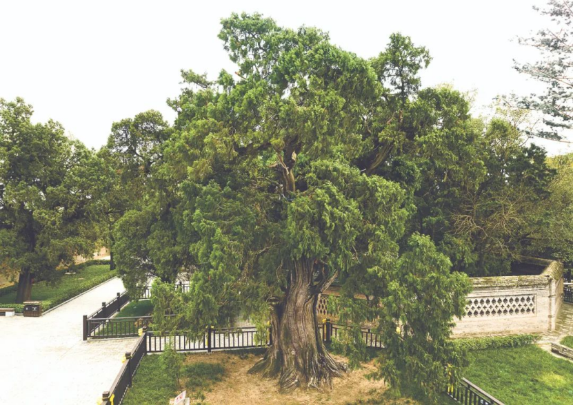llennium-old trees in Shaanxi不朽情缘手机版探秘陕西5株千年古树｜Visit 5 mi(图3)